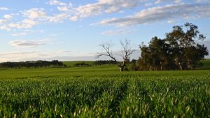 From complexity to clarity: How Thorntons helped the Michael family transform their farming operation